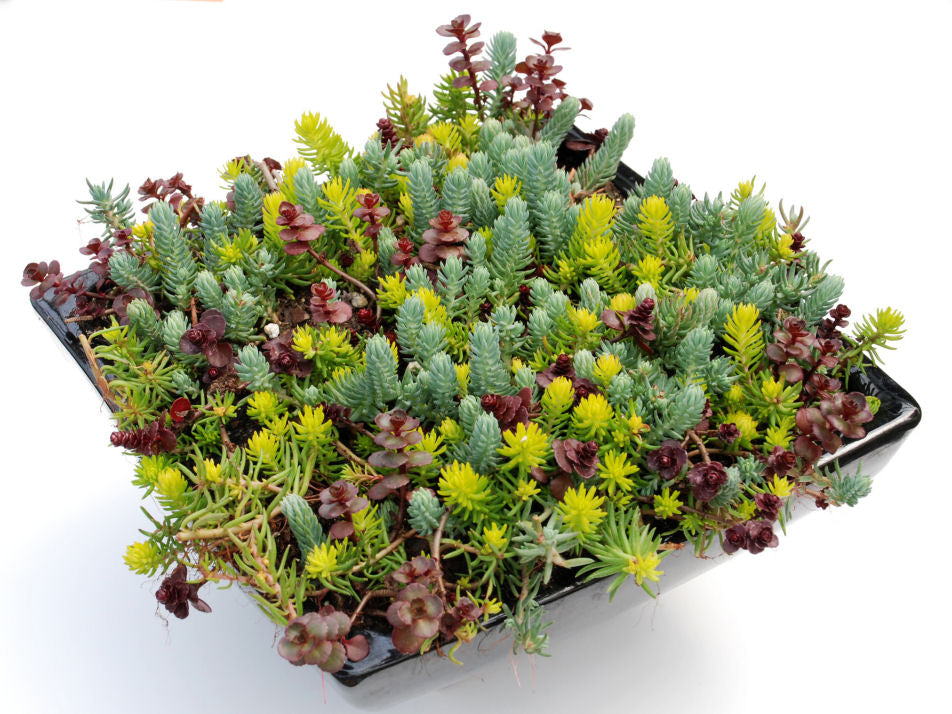 Flaming Carpet Stonecrop (Sedum 'Flaming Flaming Carpet') - QT