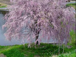 Pink Snow Showers Weeping Cherry (Prunus x 'Pinsnshzam') - 2 gallon UMB