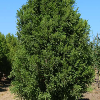 Lindsey's Skyward™ Bald Cypress (Taxodium distichum 'Lindseys Skyward') - 3 gallon