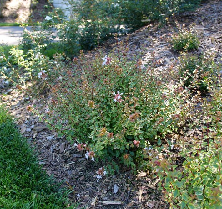 Brilliantina® Abelia (Abelia x grandiflora Brilliantina®) - QT