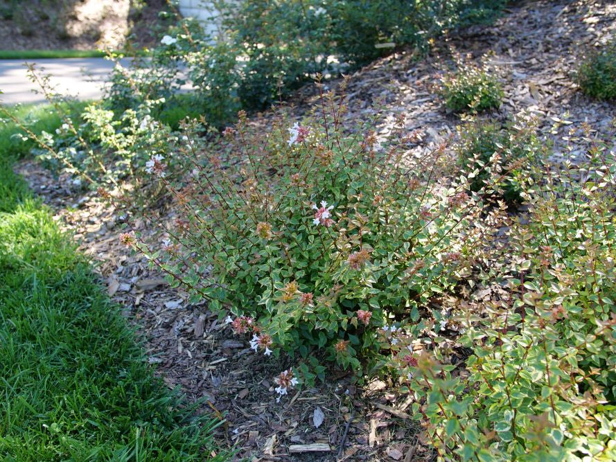 Brilliantina® Abelia (Abelia x grandiflora Brilliantina®) - QT
