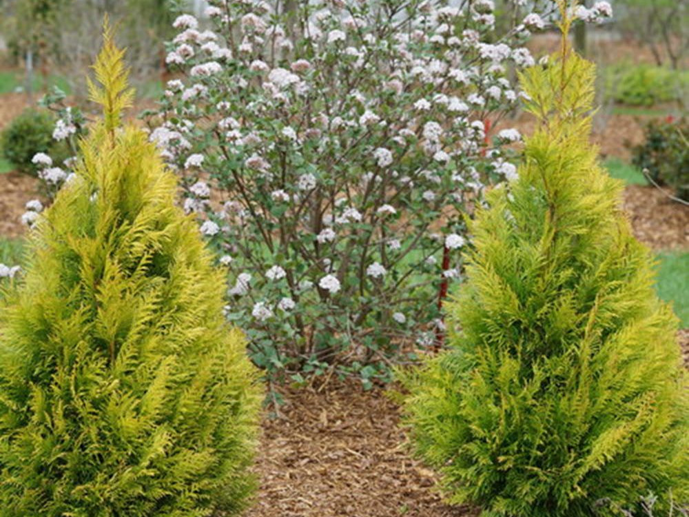 Fluffy® Western Arborvitae (Thuja plicata 'Fluffy') - QT