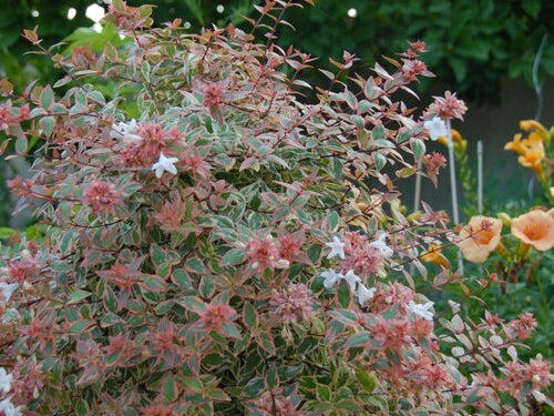 Tres Amigos® Abelia (Abelia grandiflora ‘Tres Amigos’) - QT