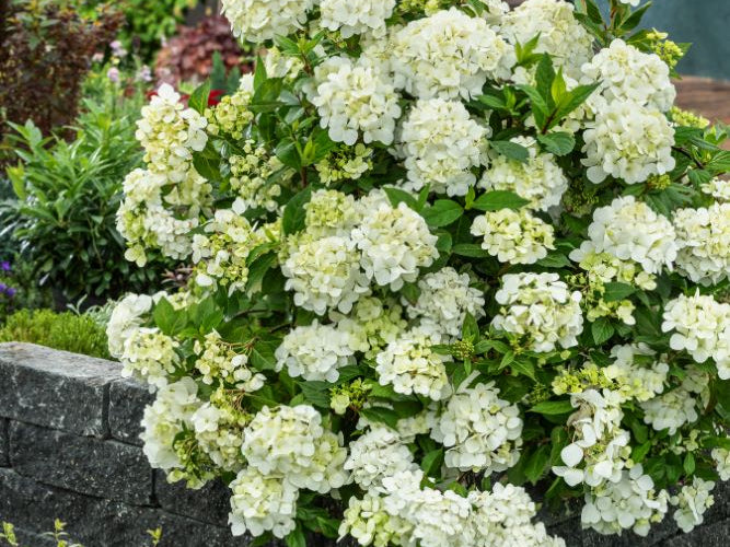 Fairytrail® White Cascade Hydrangea (Hydrangea paniculata 'Fairytrail White Cascade') - QT
