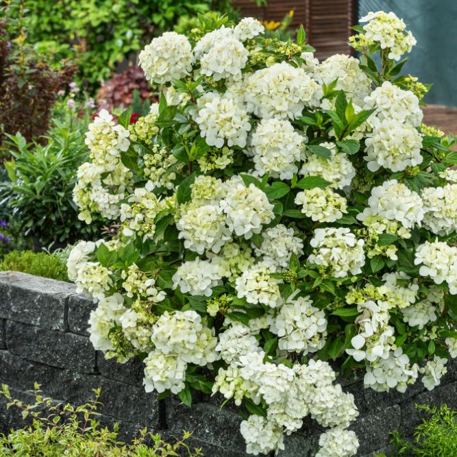 Fairytrail® White Cascade Hydrangea (Hydrangea paniculata 'Fairytrail White Cascade') - QT