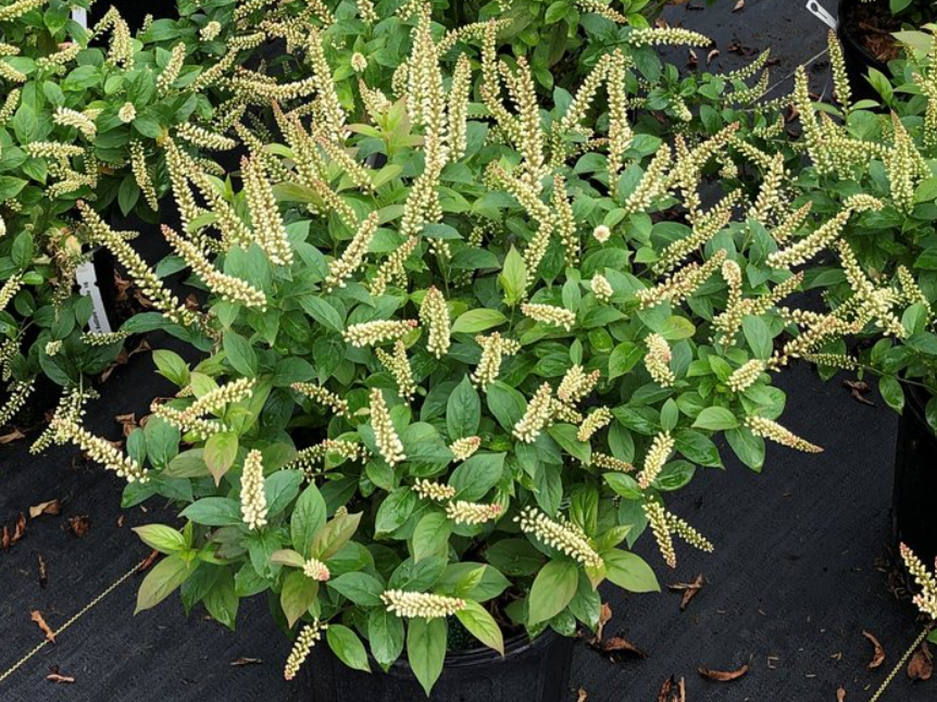 Fizzy Mizzy® Sweetspire (Itea fizzy 'Mizzy') - QT