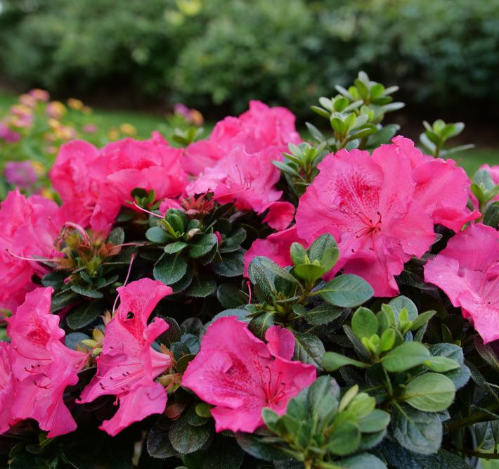 Perfecto Mundo Epic Pink® Azalea (AZALEA PERFECTO MUNDO EPIC PINK) - QT