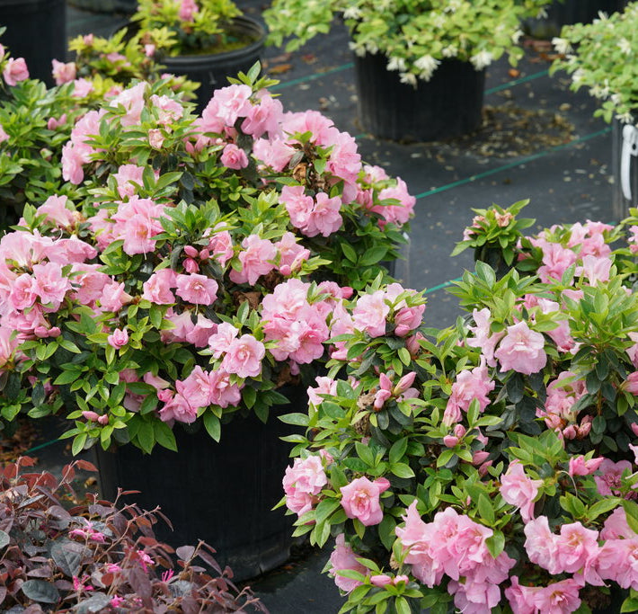 Perfecto Mundo® Double Pink Reblooming Azalea (Azalea 'Perfecto Mundo Dbl Pink') - QT