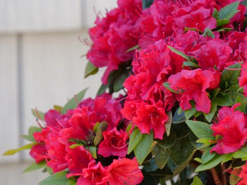 Perfecto Mundo® Red Reblooming Azalea (Azalea 'Perfecto Mundo Red') - QT