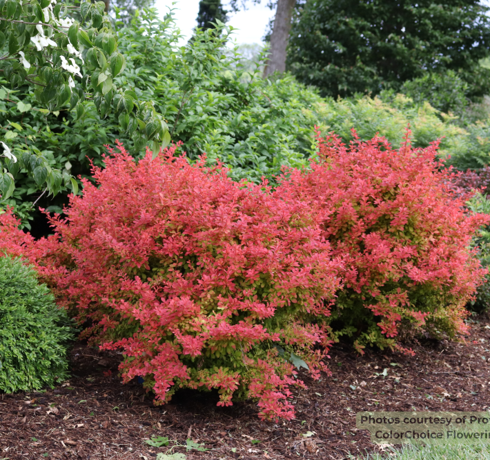 SUNJOY FAST NEO® Barberry (Berberis thunbergii 'Sunjoy Fast Neo’ (NCBT4)) - QT PWDF