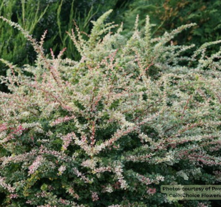 Sunjoy Sequins® Barberry (Berberis thunbergii 'Sunjoy Seguins') - QT
