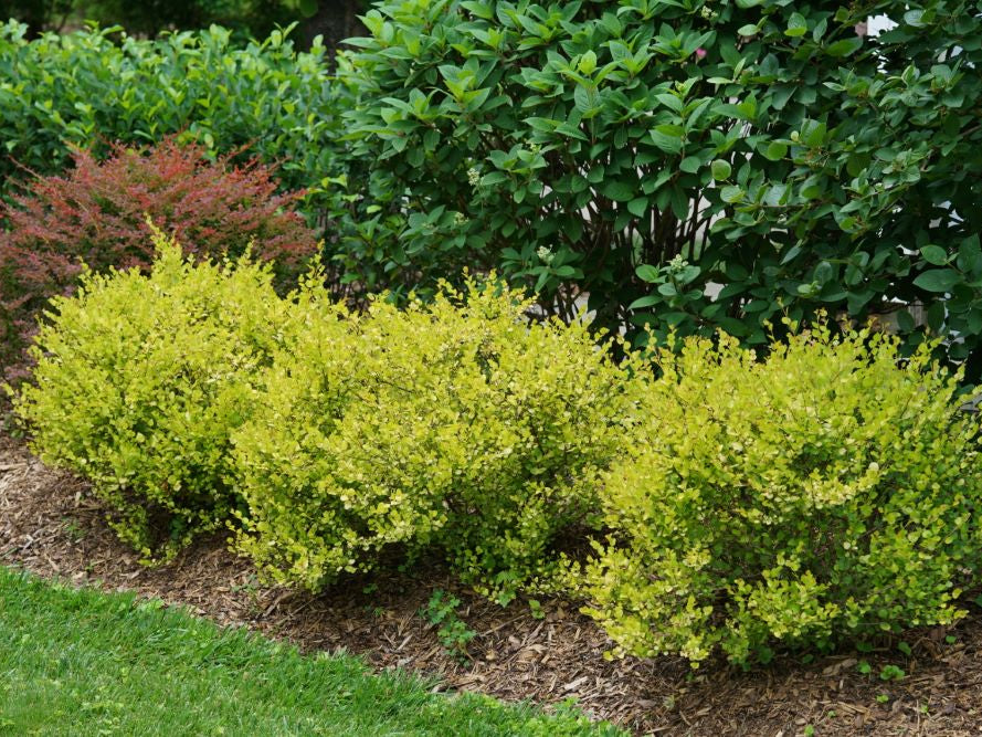 Cesky Gold® Dwarf Birch (Betula platyphylla 'Cesky Gold') - QT