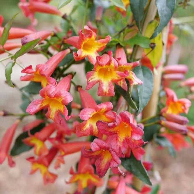 Dressed To Thrill® Crossvine (BIGNONIA DRESSED TO THRILL) - QT