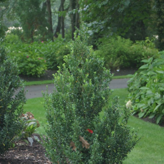 Sky Box™ Japanese Holly (Ilex crenata 'Sky Box') - QT