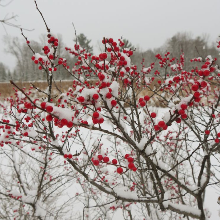 Berry Heavy® Winterberry Holly (Ilex verticillata 'Berry Heavy') - QT