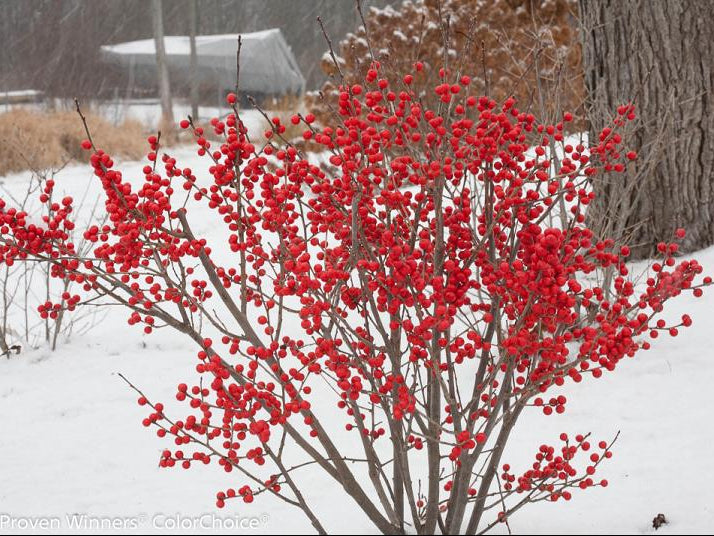 Proven Winners® Color Choice® Berry Poppins® Winterberry Holly (Ilex verticillata '‘Farrowbpop’') - QT