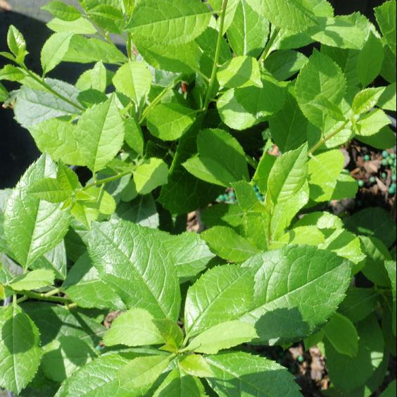 Mr. Poppins® Winterberry Holly (Ilex verticillata 'Mr. Poppins') - QT
