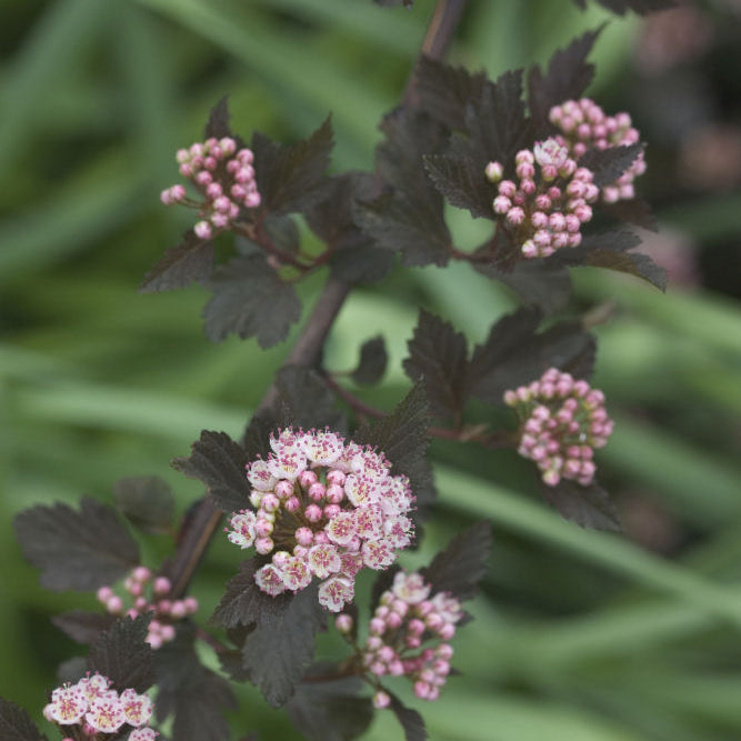 Summer Wine® Ninebark (Physocarpus opulifolius 'Seward') - QT