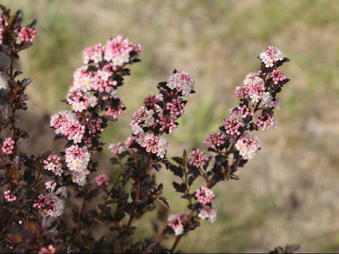 Tiny Wine® Ninebark (Physocarpus opulifolius 'SMPOTW') - QT