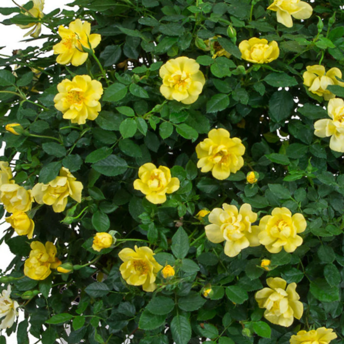 Rose Oso Easy Lemon Zest® (Rosa 'Oso Easy Lemon Zest') - QT