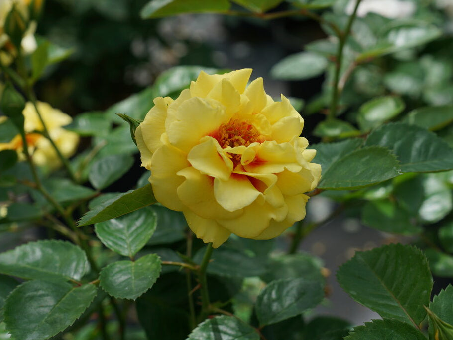 Rise Up™ Ringo Rose (Rosa rise 'Up Ringo') - QT