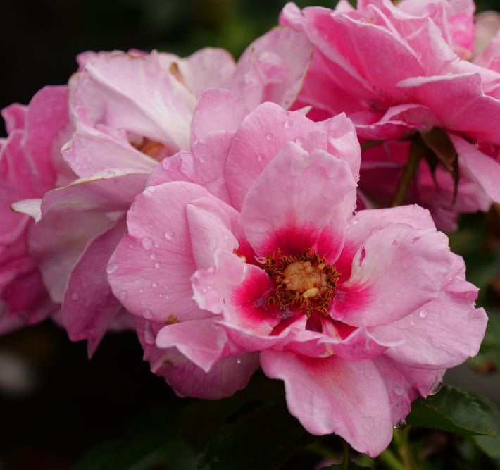 Ringo® Double Pink Rose (Rosa x Ringo® Double Pink (’ChewDelight’)) - QT