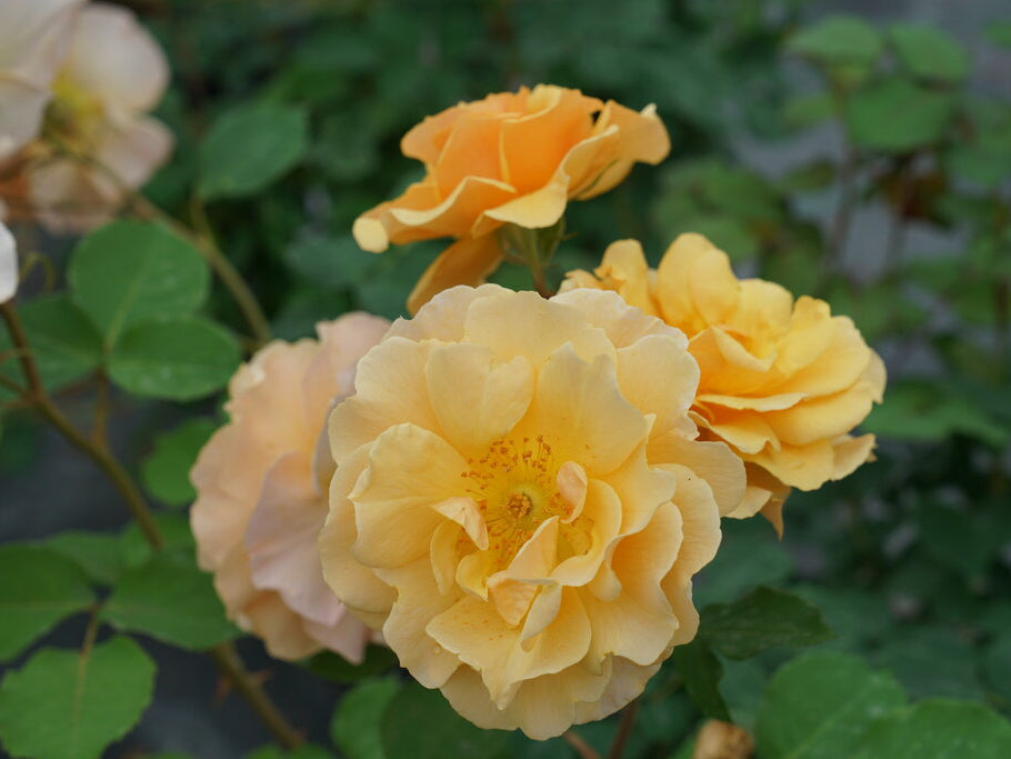 Rise Up Amberness™ Rose (Rosa rise 'Up Amberness') - QT