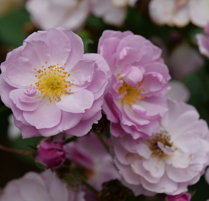 Rise Up Lilac Days™ Rose (Rosa rise 'Up Lilac Days') - QT