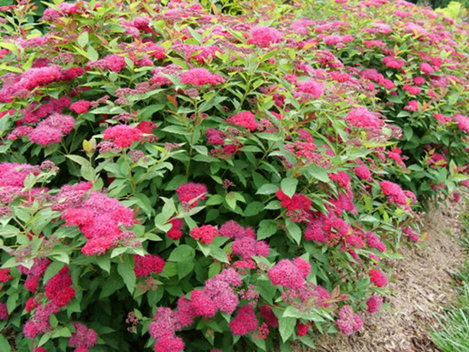 Double Play Doozie® Spirea (Spiraea JAP 'Dbl Play Doozie') - QT