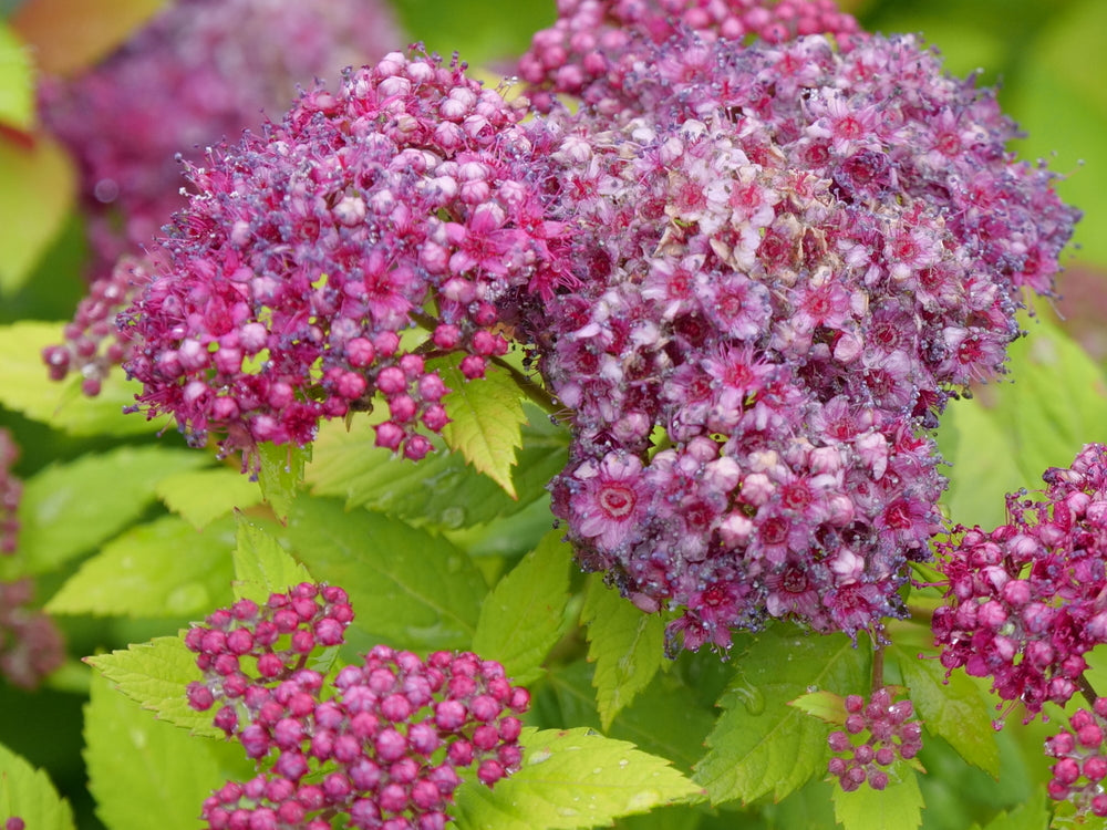 Double Play Dolly® Spirea (Spiraea JAP 'Dbl Play Dolly') - QT