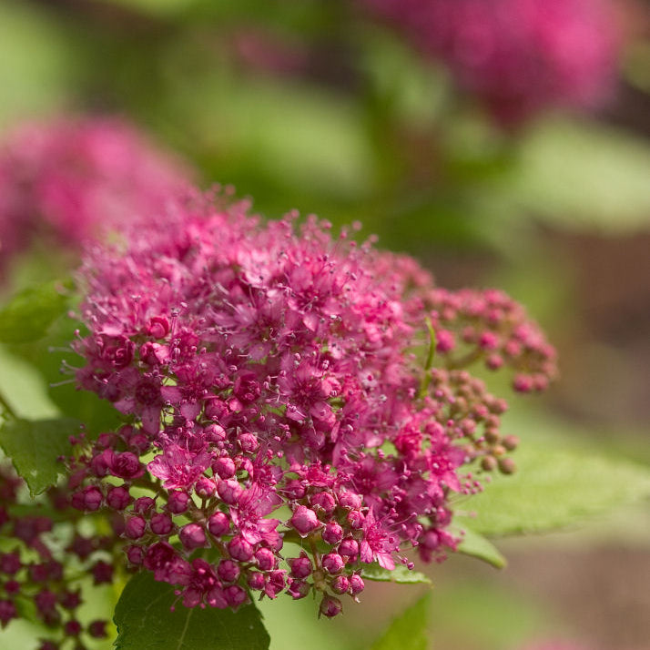 Double Play® Gold Spirea (Spiraea japonica 'Yan') - QT