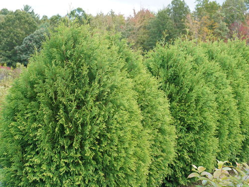 Cheer Drops® Arborvitae (Thuja occidentalis 'Cheer Drops') - QT