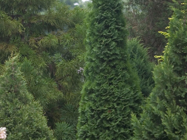 North Pole® Arborvitae (Thuja occidentalis 'Art Boe') - QT