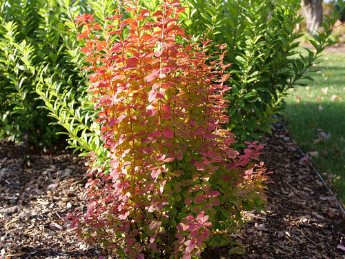 Sunjoy Orange Pillar® Barberry (Berberis thunbergii 'Sunjoy Orange Pillar') - QT
