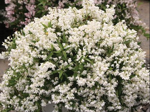 Yuki Snowflake® Deutzia (Deutzia yuki 'Snowflake') - QT