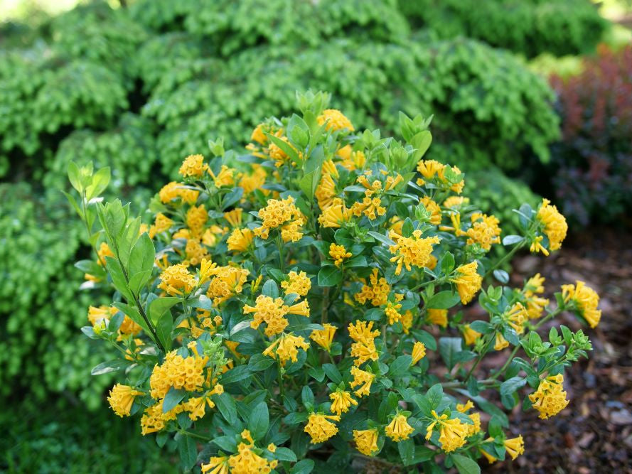 Juiced® Orange Jessamine (Cestrum corymbosum Juiced® Orange) - QT