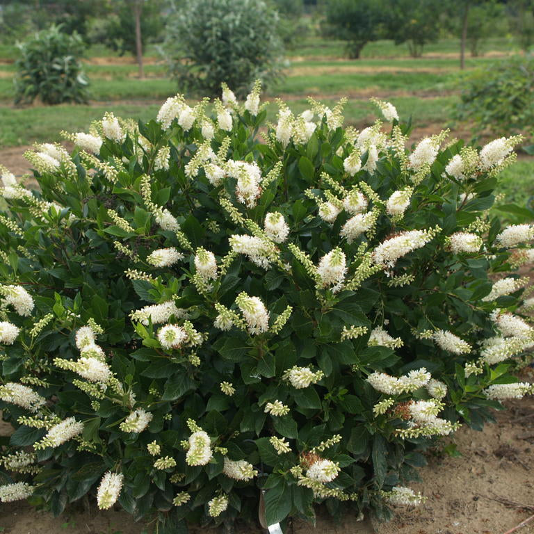 Proven Winners® Color Choice® Sugartina® Crystalina Summersweet (Clethra alnifolia ‘Crystalina’) - QT