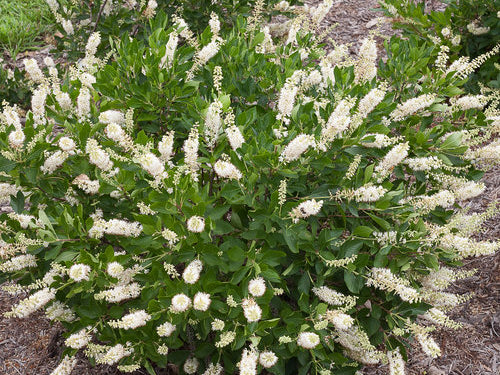 Vanilla Spice® Summersweet (Clethra vanilla 'Spice') - QT