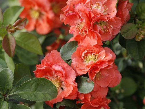 Double Take® Peach Quince (Chaenomeles S 'D+Bd896+C897') - QT
