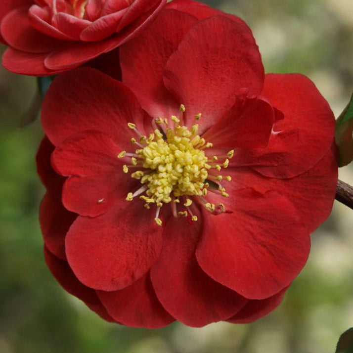 Proven Winners® Color Choice® Double Take Scarlet™ Quince (Chaenomeles speciosa '‘Scarlet Storm’') - QT