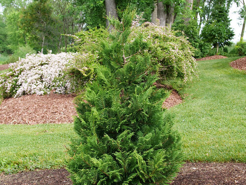 Cedar Rapids® False Cypress (Chamaecyparis cedar 'Rapids') - QT