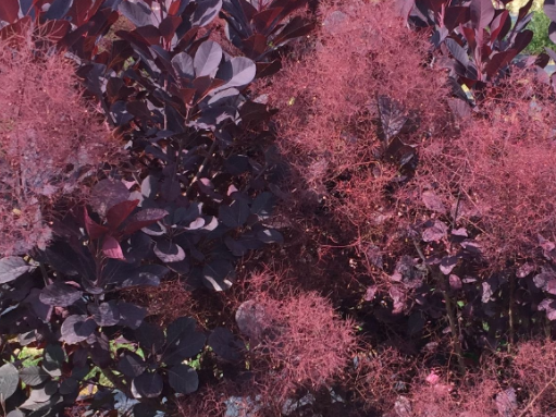 Winecraft Black® Smokebush (Cotinus coggygria 'Winecraft Black') - QT