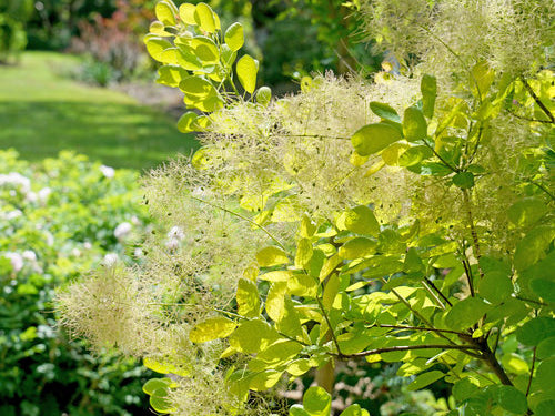 Winecraft Gold® Smokebush (Cotinus coggygria 'Winecraft Gold') - QT