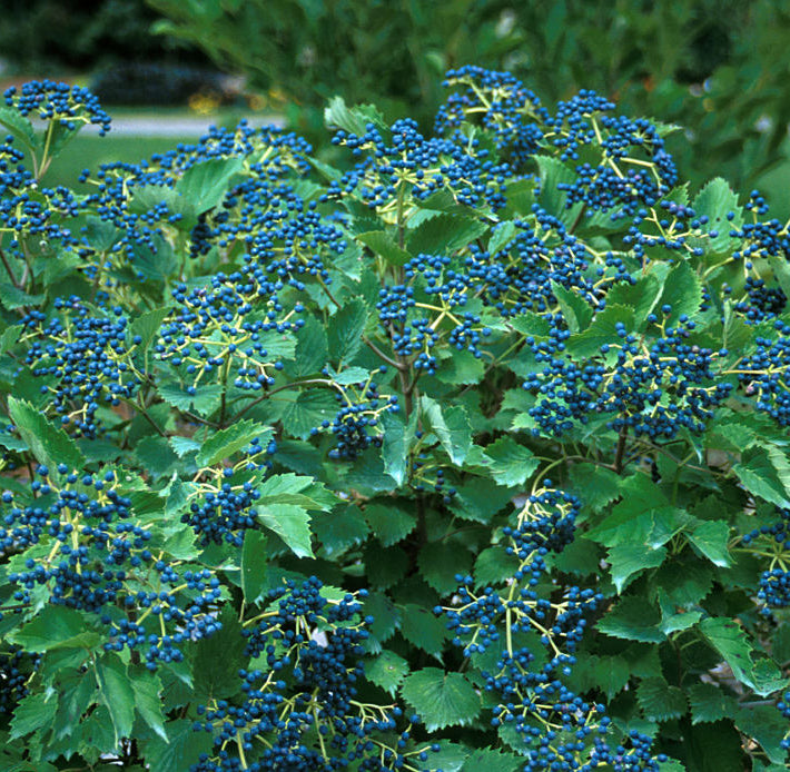Blue Muffin® Arrowwood Viburnum
(Viburnum dentatum 'Christom') - QT