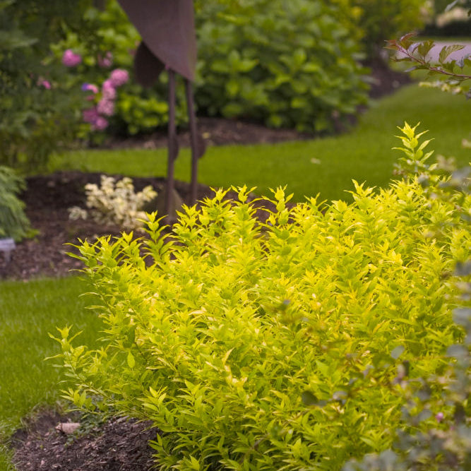 Chardonnay Pearls® Deutzia (Deutzia gracilis 'Chardonnay Pearls') - QT