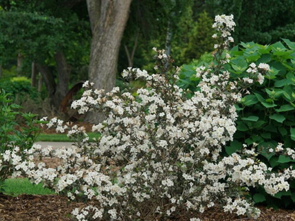 Wine & Spirits® Weigela (Weigela florida 'Wine and Spirits') - QT