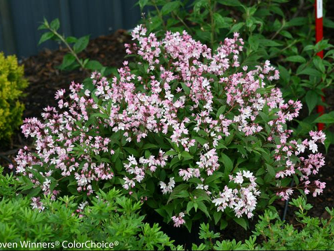 Yuki Cherry Blossom® Deutzia (Deutzia yuki 'Cherry Blossom') - QT