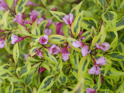 Bubbly Wine® Weigela (Weigela bubbly 'Wine') - QT