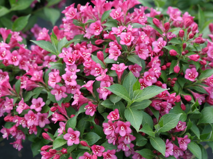 Weigela Snippet® Dark Pink (Weigela 'Snippet Dark Pink') - QT