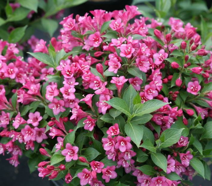 Weigela Snippet® Dark Pink (Weigela 'Snippet Dark Pink') - QT